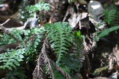 Plagiogyria stenoptera