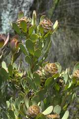 Leucadendron arcuatum