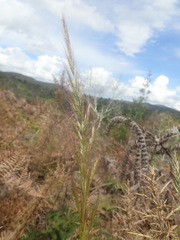 Dichelachne micrantha