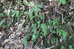 Plagiogyria stenoptera