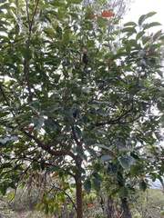 Elaeocarpus serratus