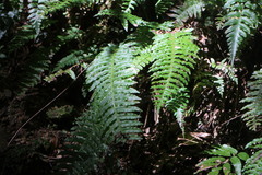 Plagiogyria stenoptera