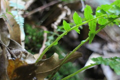 Plagiogyria stenoptera