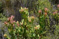 Leucadendron arcuatum
