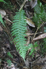 Plagiogyria stenoptera