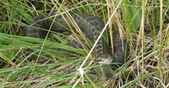 Vipera renardi