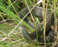Vipera renardi