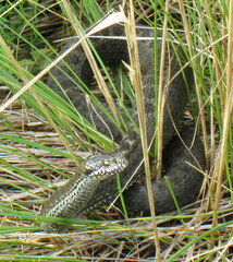 Vipera renardi