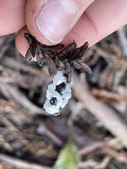 Beauveria bassiana