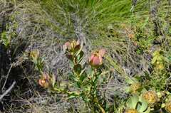 Leucadendron arcuatum