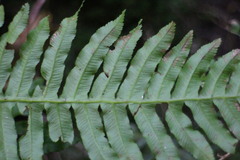 Plagiogyria stenoptera