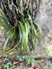 Haplopteris elongata