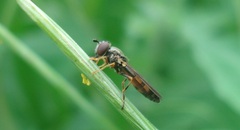 Pyrophaena granditarsis