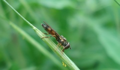 Pyrophaena granditarsis