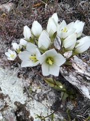 Gentianella montana montana