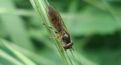 Pyrophaena granditarsis