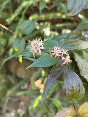 Eupatorium tashiroi