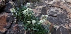 Lepidium montanum