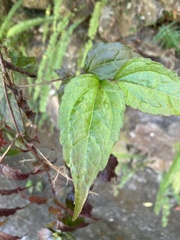 Eupatorium tashiroi