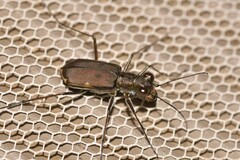 Myriochila semicincta