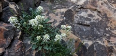 Lepidium montanum