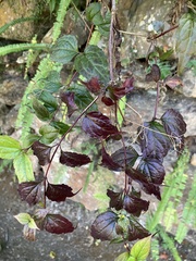 Eupatorium tashiroi
