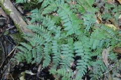 Diplazium laxifrons