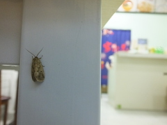 Spodoptera depravata