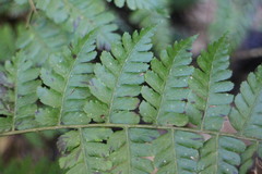 Diplazium laxifrons