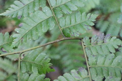Diplazium laxifrons