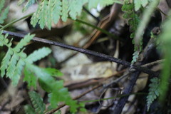 Diplazium laxifrons