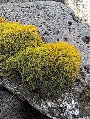 Ahnfeltiopsis concinna