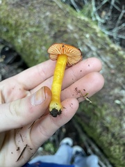 Hygrocybe laetissima