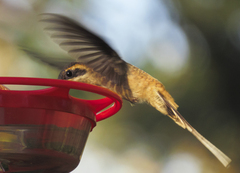 Phaethornis longirostris