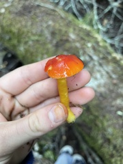 Hygrocybe laetissima