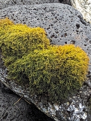 Ahnfeltiopsis concinna