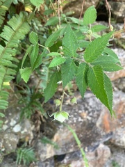 Rubus croceacanthus