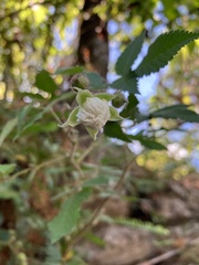 Rubus croceacanthus