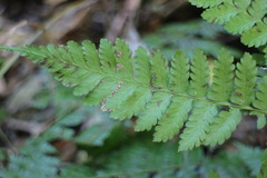 Diplazium laxifrons