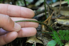 Diplazium laxifrons