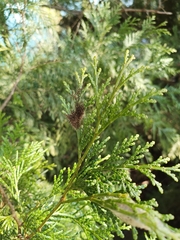 Calocedrus formosana