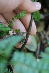 Diplazium laxifrons