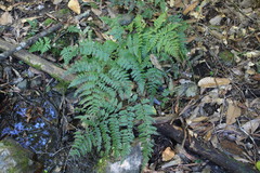 Diplazium laxifrons