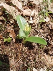 Orchis pallens