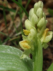 Orchis pallens