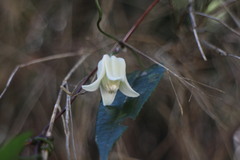 Clematis henryi