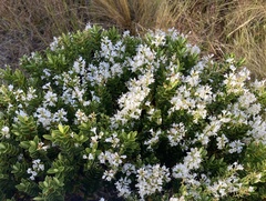 Veronica brachysiphon