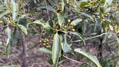 Aidia cochinchinensis