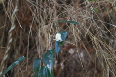 Clematis henryi
