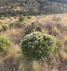 Veronica brachysiphon